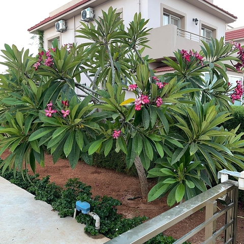 Вілла на узбережжі Long Beach