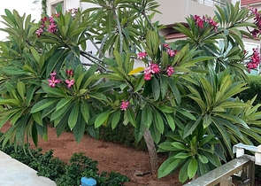 Вілла на узбережжі Long Beach